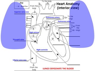 Superior vena cava
Pulmonary artery
Pulmonary valve

Right atrium

Tricuspid valve

Right ventricle

inferior vena cava

LUNGS OXYGENATE THE BLOOD

 