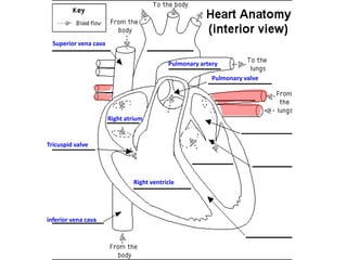 Superior vena cava
Pulmonary artery
Pulmonary valve

Right atrium

Tricuspid valve

Right ventricle

inferior vena cava

 