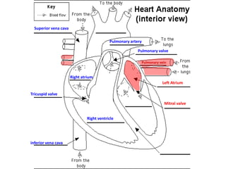 Superior vena cava
Pulmonary artery
Pulmonary valve
Pulmonary vein

Right atrium
Left Atrium
Tricuspid valve
Mitral valve
Right ventricle

inferior vena cava

 