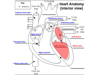 Superior vena cava
Pulmonary artery
Pulmonary valve

Right atrium
Left Atrium
Tricuspid valve
Left ventricle
Right ventricle

inferior vena cava

Mitral valve

 