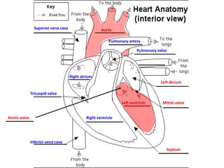 Superior vena cava

Aorta
Pulmonary artery
Pulmonary valve

Right atrium
Left Atrium
Tricuspid valve
Left ventricle
Aortic valve

Mitral valve

Right ventricle

inferior vena cava
Septum

 