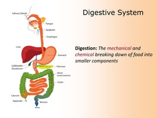 Digestive System

Digestion: The mechanical and
chemical breaking down of food into
smaller components

 