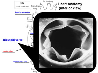 Superior vena cava

Aorta
Pulmonary artery
Pulmonary valve

Right atrium
Left Atrium

Tricuspid valve
Left ventricle
Aortic valve

Mitral valve

Right ventricle

inferior vena cava
Septum

 