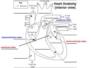 semilunar valve

atrioventricular valve

atrioventricular valve
semilunar valve

 