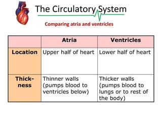 The Circulatory System
Comparing atria and ventricles
Atria

Ventricles

Location Upper half of heart Lower half of heart

Thickness

Thinner walls
(pumps blood to
ventricles below)

Thicker walls
(pumps blood to
lungs or to rest of
the body)

 