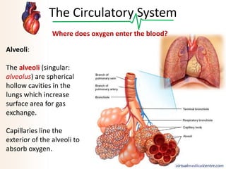 The Circulatory System
Where does oxygen enter the blood?
Alveoli:
The alveoli (singular:
alveolus) are spherical
hollow cavities in the
lungs which increase
surface area for gas
exchange.
Capillaries line the
exterior of the alveoli to
absorb oxygen.

 