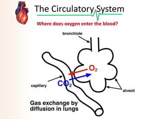The Circulatory System
Where does oxygen enter the blood?

 