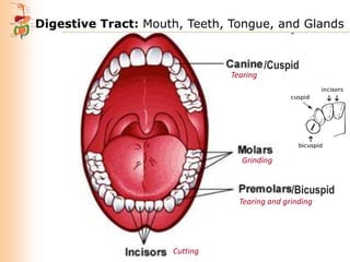 Digestive Tract: Mouth, Teeth, Tongue, and Glands

Tearing

/Cuspid

Grinding

/Bicuspid
Tearing and grinding

Cutting

 