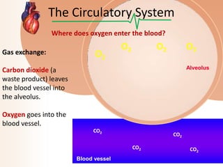 The Circulatory System
Where does oxygen enter the blood?
Gas exchange:

O2

O2

O2

O2
Alveolus

Carbon dioxide (a
waste product) leaves
the blood vessel into
the alveolus.
Oxygen goes into the
blood vessel.
CO2

CO2
CO2

Blood vessel

CO2

 