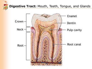Digestive Tract: Mouth, Teeth, Tongue, and Glands

 