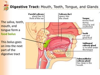 Digestive Tract: Mouth, Teeth, Tongue, and Glands

The saliva, teeth,
mouth, and
tongue form a
food bolus
This bolus goes
on into the next
part of the
digestive tract

 
