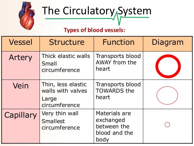 08 human organ systems