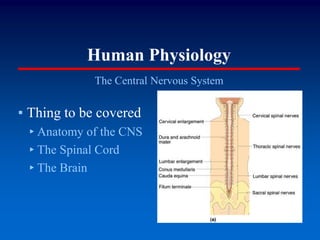 Human Physiology
The Central Nervous System
▪ Thing to be covered
▸Anatomy of the CNS
▸The Spinal Cord
▸The Brain
 