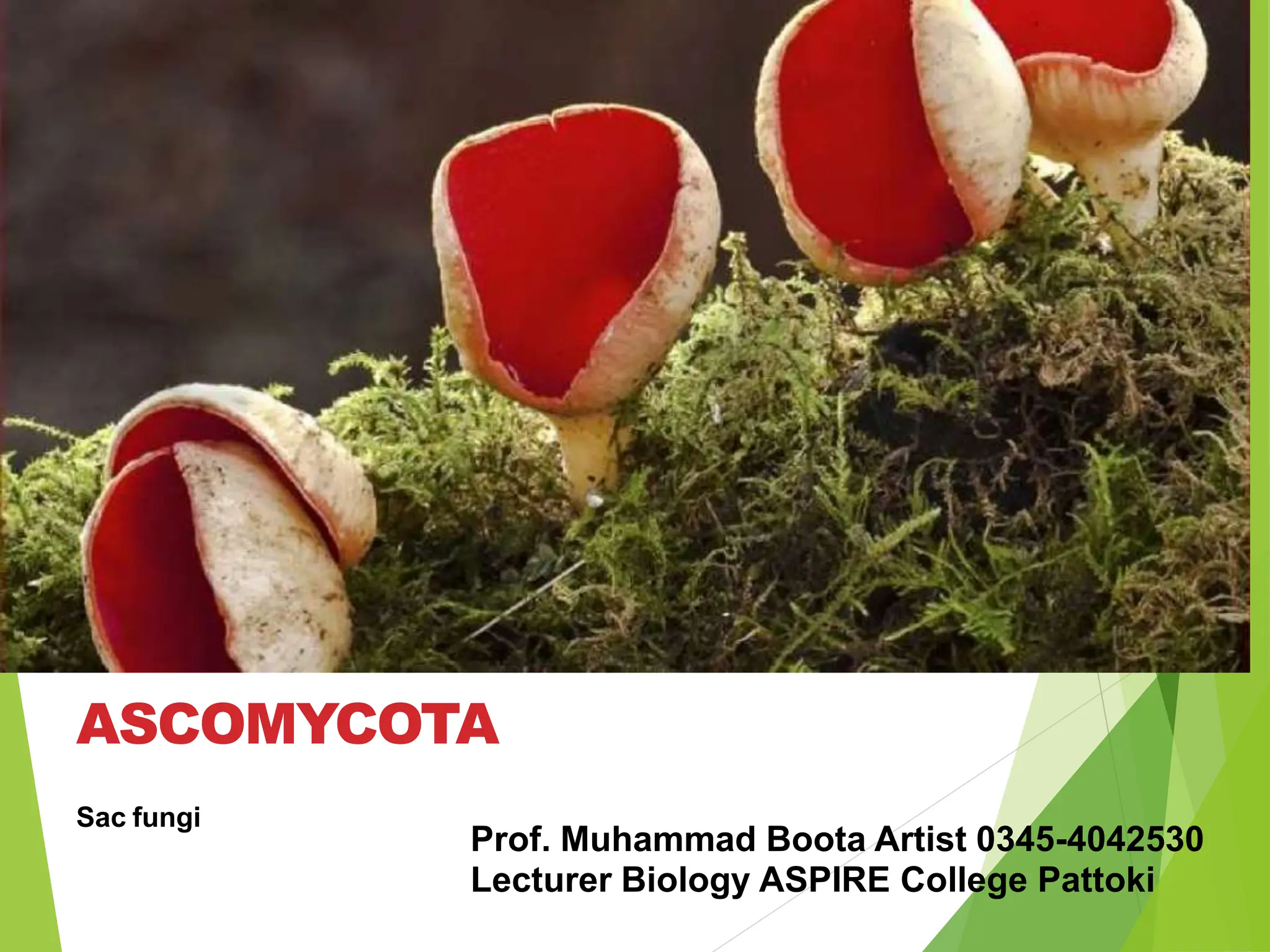 08_Kingdom_Fungi617[1].pptx
