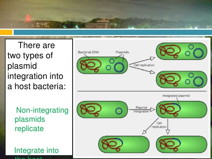 08 Kjm206 Expression Vector, Plasmid Vector