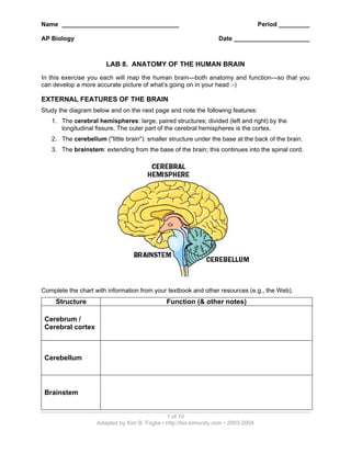 Name __________________________________ Period _________
AP Biology Date ______________________
1 of 10
Adapted by Kim B. Foglia • http://bio.kimunity.com • 2003-2004
LAB 8. ANATOMY OF THE HUMAN BRAIN
In this exercise you each will map the human brain—both anatomy and function—so that you
can develop a more accurate picture of what’s going on in your head :-)
EXTERNAL FEATURES OF THE BRAIN
Study the diagram below and on the next page and note the following features:
1. The cerebral hemispheres: large, paired structures; divided (left and right) by the
longitudinal fissure. The outer part of the cerebral hemispheres is the cortex.
2. The cerebellum ("little brain"): smaller structure under the base at the back of the brain.
3. The brainstem: extending from the base of the brain; this continues into the spinal cord.
Complete the chart with information from your textbook and other resources (e.g., the Web).
Structure Function (& other notes)
Cerebrum /
Cerebral cortex
Cerebellum
Brainstem
 