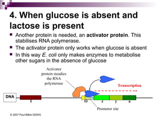 4. When glucose is absent and
lactose is present




Another protein is needed, an activator protein. This
stabilises RNA polymerase.
The activator protein only works when glucose is absent
In this way E. coli only makes enzymes to metabolise
other sugars in the absence of glucose
Activator
protein steadies
the RNA
polymerase

Transcription

DNA
I

O

z

y

Promotor site
© 2007 Paul Billiet ODWS

a

 