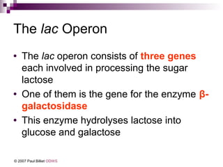 The lac Operon
•

•
•

The lac operon consists of three genes
each involved in processing the sugar
lactose
One of them is the gene for the enzyme βgalactosidase
This enzyme hydrolyses lactose into
glucose and galactose

© 2007 Paul Billiet ODWS

 