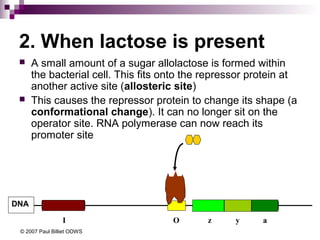 2. When lactose is present




A small amount of a sugar allolactose is formed within
the bacterial cell. This fits onto the repressor protein at
another active site (allosteric site)
This causes the repressor protein to change its shape (a
conformational change). It can no longer sit on the
operator site. RNA polymerase can now reach its
promoter site

DNA
I
© 2007 Paul Billiet ODWS

O

z

y

a

 