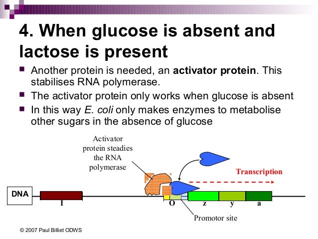 08 lac operon how lac operon works