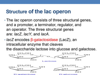 08 lac operon | PPT