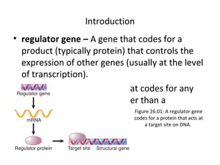 Introduction
• regulator gene – A gene that codes for a
product (typically protein) that controls the
expression of other genes (usually at the level
of transcription).
• structural gene – A gene that codes for any
RNA or protein product other than a
regulator. Figure 26.01: A regulator gene
codes for a protein that acts at
a target site on DNA.
 