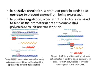 • In negative regulation, a repressor protein binds to an
operator to prevent a gene from being expressed.
• In positive regulation, a transcription factor is required
to bind at the promoter in order to enable RNA
polymerase to initiate transcription.
Figure 26.02: In negative control, a trans-
acting repressor binds to the cis-acting
operator to turn off transcription.
Figure 26.03: In positive control, a trans-
acting factor must bind to cis-acting site in
order for RNA polymerase to initiate
transcription at the promoter.
 