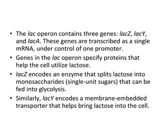 • The lac operon contains three genes: lacZ, lacY,
and lacA. These genes are transcribed as a single
mRNA, under control of one promoter.
• Genes in the lac operon specify proteins that
help the cell utilize lactose.
• lacZ encodes an enzyme that splits lactose into
monosaccharides (single-unit sugars) that can be
fed into glycolysis.
• Similarly, lacY encodes a membrane-embedded
transporter that helps bring lactose into the cell.
 