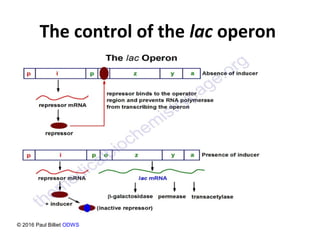 The control of the lac operon
© 2016 Paul Billiet ODWS
 