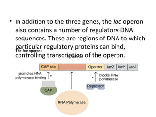 • In addition to the three genes, the lac operon
also contains a number of regulatory DNA
sequences. These are regions of DNA to which
particular regulatory proteins can bind,
controlling transcription of the operon.
 