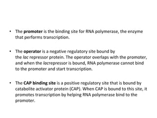 • The promoter is the binding site for RNA polymerase, the enzyme
that performs transcription.
• The operator is a negative regulatory site bound by
the lac repressor protein. The operator overlaps with the promoter,
and when the lacrepressor is bound, RNA polymerase cannot bind
to the promoter and start transcription.
• The CAP binding site is a positive regulatory site that is bound by
catabolite activator protein (CAP). When CAP is bound to this site, it
promotes transcription by helping RNA polymerase bind to the
promoter.
 