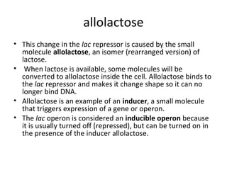 allolactose
• This change in the lac repressor is caused by the small
molecule allolactose, an isomer (rearranged version) of
lactose.
• When lactose is available, some molecules will be
converted to allolactose inside the cell. Allolactose binds to
the lac repressor and makes it change shape so it can no
longer bind DNA.
• Allolactose is an example of an inducer, a small molecule
that triggers expression of a gene or operon.
• The lac operon is considered an inducible operon because
it is usually turned off (repressed), but can be turned on in
the presence of the inducer allolactose.
 