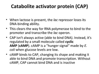 Catabolite activator protein (CAP)
• When lactose is present, the lac repressor loses its
DNA-binding ability.
• This clears the way for RNA polymerase to bind to the
promoter and transcribe the lac operon.
• CAP isn't always active (able to bind DNA). Instead, it's
regulated by a small molecule called cyclic
AMP (cAMP). cAMP is a "hunger signal" made by E.
coli when glucose levels are low.
• cAMP binds to CAP, changing its shape and making it
able to bind DNA and promote transcription. Without
cAMP, CAP cannot bind DNA and is inactive
 
