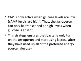 • CAP is only active when glucose levels are low
(cAMP levels are high). Thus, the lac operon
can only be transcribed at high levels when
glucose is absent.
• This strategy ensures that bacteria only turn
on the lac operon and start using lactose after
they have used up all of the preferred energy
source (glucose).
 
