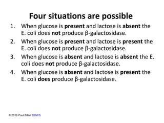 Four situations are possible
1. When glucose is present and lactose is absent the
E. coli does not produce β-galactosidase.
2. When glucose is present and lactose is present the
E. coli does not produce β-galactosidase.
3. When glucose is absent and lactose is absent the E.
coli does not produce β-galactosidase.
4. When glucose is absent and lactose is present the
E. coli does produce β-galactosidase.
© 2016 Paul Billiet ODWS
 