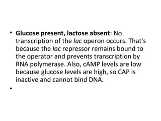 • Glucose present, lactose absent: No
transcription of the lac operon occurs. That's
because the lac repressor remains bound to
the operator and prevents transcription by
RNA polymerase. Also, cAMP levels are low
because glucose levels are high, so CAP is
inactive and cannot bind DNA.
•
 