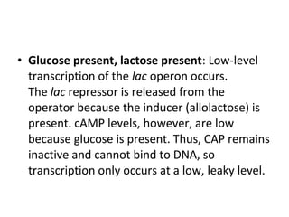 • Glucose present, lactose present: Low-level
transcription of the lac operon occurs.
The lac repressor is released from the
operator because the inducer (allolactose) is
present. cAMP levels, however, are low
because glucose is present. Thus, CAP remains
inactive and cannot bind to DNA, so
transcription only occurs at a low, leaky level.
 