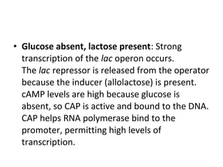 • Glucose absent, lactose present: Strong
transcription of the lac operon occurs.
The lac repressor is released from the operator
because the inducer (allolactose) is present.
cAMP levels are high because glucose is
absent, so CAP is active and bound to the DNA.
CAP helps RNA polymerase bind to the
promoter, permitting high levels of
transcription.
 