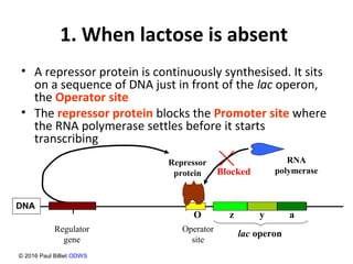 1. When lactose is absent
• A repressor protein is continuously synthesised. It sits
on a sequence of DNA just in front of the lac operon,
the Operator site
• The repressor protein blocks the Promoter site where
the RNA polymerase settles before it starts
transcribing
Regulator
gene
lac operonOperator
site
z y a
DNA
I
O
Repressor
protein
RNA
polymeraseBlocked
© 2016 Paul Billiet ODWS
 
