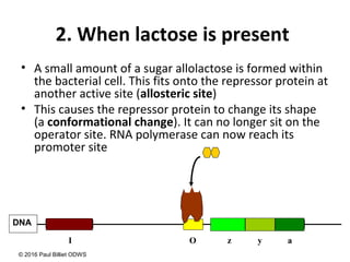 2. When lactose is present
• A small amount of a sugar allolactose is formed within
the bacterial cell. This fits onto the repressor protein at
another active site (allosteric site)
• This causes the repressor protein to change its shape
(a conformational change). It can no longer sit on the
operator site. RNA polymerase can now reach its
promoter site
z y a
DNA
I O
© 2016 Paul Billiet ODWS
 