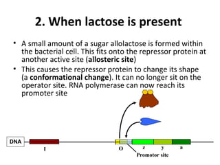 2. When lactose is present
• A small amount of a sugar allolactose is formed within
the bacterial cell. This fits onto the repressor protein at
another active site (allosteric site)
• This causes the repressor protein to change its shape
(a conformational change). It can no longer sit on the
operator site. RNA polymerase can now reach its
promoter site
Promotor site
z y a
DNA
I O
 
