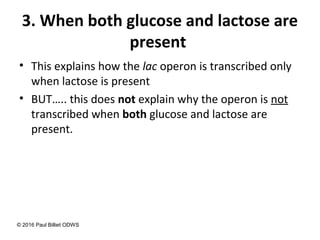 3. When both glucose and lactose are
present
• This explains how the lac operon is transcribed only
when lactose is present
• BUT….. this does not explain why the operon is not
transcribed when both glucose and lactose are
present.
© 2016 Paul Billiet ODWS
 
