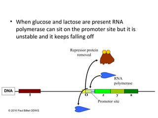 • When glucose and lactose are present RNA
polymerase can sit on the promoter site but it is
unstable and it keeps falling off
Promotor site
z y a
DNA
I O
Repressor protein
removed
RNA
polymerase
© 2016 Paul Billiet ODWS
 