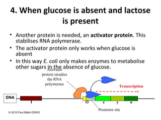 4. When glucose is absent and lactose
is present
• Another protein is needed, an activator protein. This
stabilises RNA polymerase.
• The activator protein only works when glucose is
absent
• In this way E. coli only makes enzymes to metabolise
other sugars in the absence of glucose.
Promotor site
z y a
DNA
I O
Transcription
Activator
protein steadies
the RNA
polymerase
© 2016 Paul Billiet ODWS
 