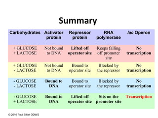 Summary
Carbohydrates Activator
protein
Repressor
protein
RNA
polymerase
lac Operon
+ GLUCOSE
+ LACTOSE
Not bound
to DNA
Lifted off
operator site
Keeps falling
off promoter
site
No
transcription
+ GLUCOSE
- LACTOSE
Not bound
to DNA
Bound to
operator site
Blocked by
the repressor
No
transcription
- GLUCOSE
- LACTOSE
Bound to
DNA
Bound to
operator site
Blocked by
the repressor
No
transcription
- GLUCOSE
+ LACTOSE
Bound to
DNA
Lifted off
operator site
Sits on the
promoter site
Transcription
© 2016 Paul Billiet ODWS
 