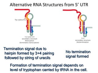 Alternative RNA Structures from 5’ UTR
Termination signal due toTermination signal due to
hairpin formed by 3+4 pairinghairpin formed by 3+4 pairing
followed by string of uracilsfollowed by string of uracils
No terminationNo termination
signal formedsignal formed
Formation of termination signal depends onFormation of termination signal depends on
level of tryptophan carried by tRNA in the cell.level of tryptophan carried by tRNA in the cell.
 