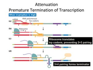 Attenuation
Premature Termination of Transcription
Ribosome translates
trp codons, preventing 2+3 pairing
3+4 pairing forms terminator
 
