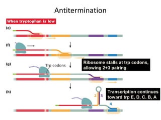 Antitermination
Ribosome stalls at trp codons,
allowing 2+3 pairing
Transcription continues
toward trp E, D, C. B, A
 