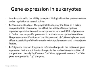 Gene expression in eukaryotes
• In eukaryotic cells, the ability to express biologically active proteins comes
under regulation at several points:
• 1. Chromatin structure The physical structure of the DNA, as it exists
compacted into chromatin, can affect the ability of transcriptional
regulatory proteins (termed transcription factors) and RNA polymerases
to find access to specific genes and to activate transcription from them.
The presence modifications of the histones and of CpG methylation most
affect accessibility of the chromatin to RNA polymerases and transcription
factors.
• 2. Epigenetic control : Epigenesis refers to changes in the pattern of gene
expression that are not due to changes in the nucleotide composition of
the genome. Literally "epi" means "on" thus, epigenetics means "on" the
gene as opposed to "by" the gene.
Sanju kaladharan
 