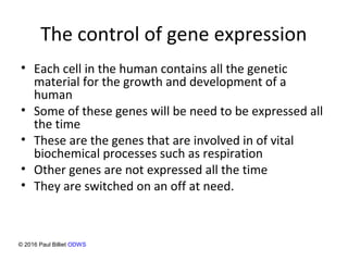 The control of gene expression
• Each cell in the human contains all the genetic
material for the growth and development of a
human
• Some of these genes will be need to be expressed all
the time
• These are the genes that are involved in of vital
biochemical processes such as respiration
• Other genes are not expressed all the time
• They are switched on an off at need.
© 2016 Paul Billiet ODWS
 